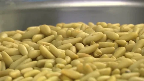 PINE NUTS IN A BIG LOTS IN FOOD LABORATORY Stockbeeldmateriaal 81214632
