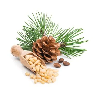 Pine nuts with branches and cones isolated on white Stock Photos