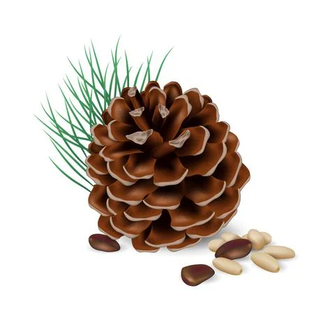 Pine Nuts with cedar cone. Nuts and seeds collection. Realistic design vector Illustrazione stock