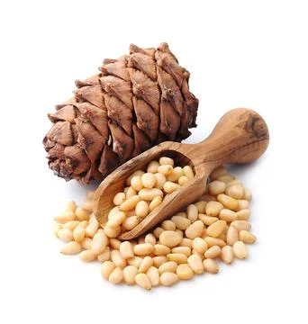 Pine nuts with cedar cone Stock Photos