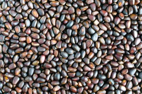 Pine nuts close up Stock Photos