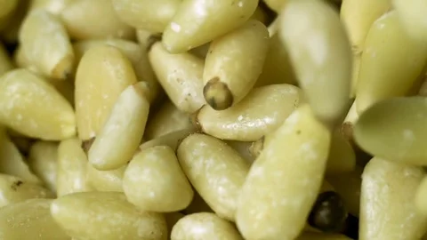Pine Nuts Falling Slow Motion 2000fps Stock Footage 83370953