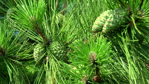 Pine Nuts Stock Footage 332417462