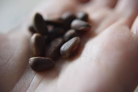 Pine nuts on the hand Stock Photos
