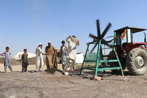 Pine nuts harvesting and processing in Khost, Afghanistan - 04 Oct 2026 Stock Photos