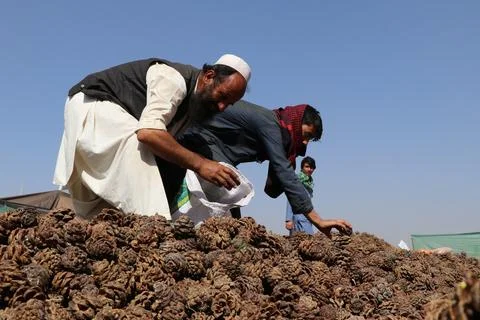Pine nuts harvesting and processing in Khost, Afghanistan - 04 Oct 2026 Stock Photos