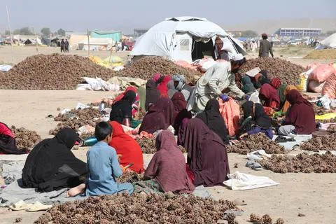 Pine nuts harvesting and processing in Khost, Afghanistan - 04 Oct 2026 Stock Photos