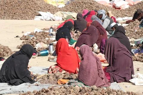 Pine nuts harvesting and processing in Khost, Afghanistan - 04 Oct 2026 Stock Photos