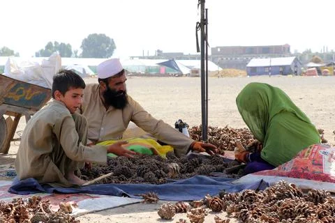 Pine nuts harvesting and processing in Khost, Afghanistan - 04 Oct 2026 Stock Photos