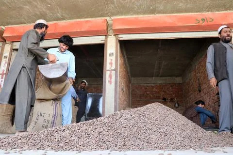 Pine nuts harvesting and processing in Khost, Afghanistan - 04 Oct 2026 Stock Photos