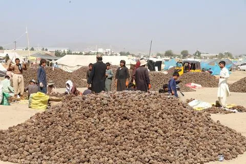Pine nuts harvesting and processing in Khost, Afghanistan - 04 Oct 2026 Stock Photos