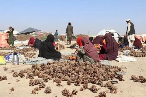 Pine nuts harvesting and processing in Khost, Afghanistan - 04 Oct 2026 Stock Photos