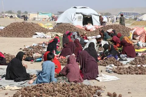 Pine nuts harvesting and processing in Khost, Afghanistan - 04 Oct 2026 Stock Photos