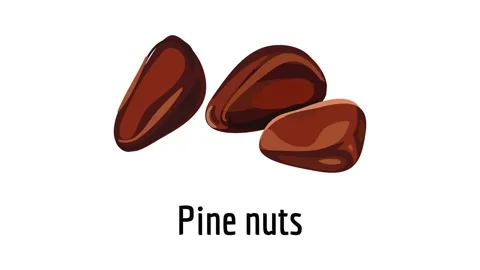 Pine nuts icon animation Stock Footage 152554571