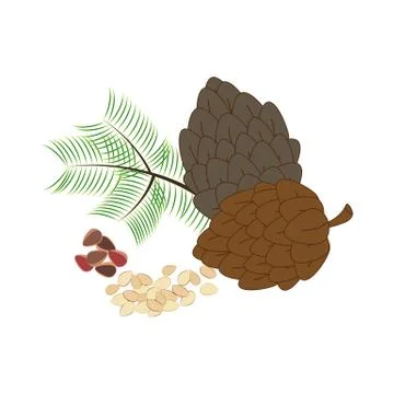 Pine nuts organic diet snack vector illustration Stock Illustration