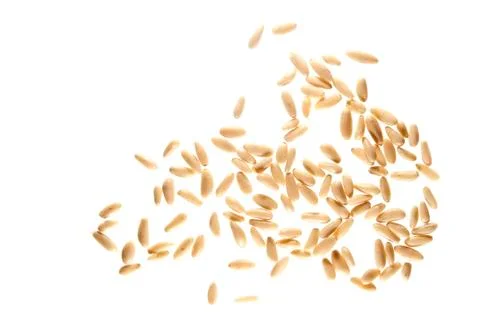 Pine nuts Foto stock