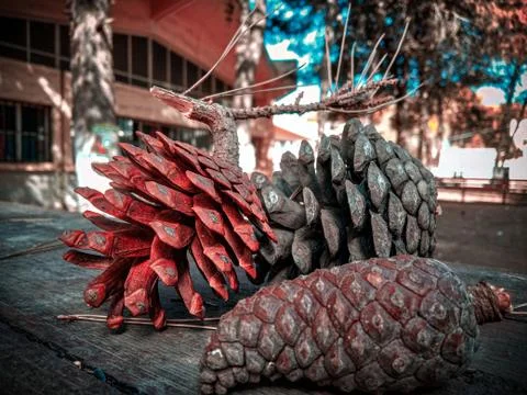 Pine Nuts Stock Photos