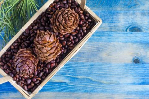 Pine nuts pine cones in the basket coniferous branch Stock Photos