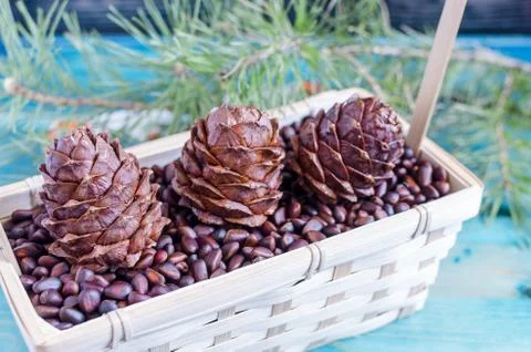 Pine nuts pine cones in the basket coniferous branch Stock Photos