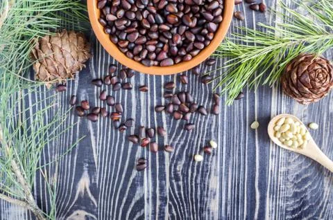 Pine nuts pine cones coniferous branches Stock Photos