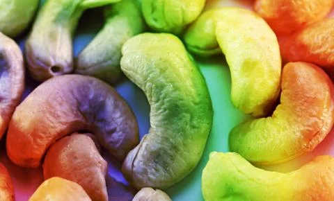 Pine nuts from pine trees Stock Photos