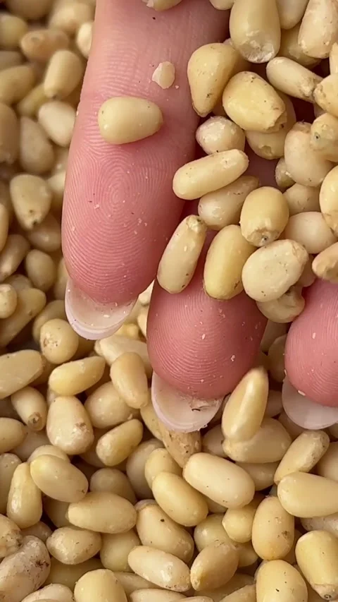 Pine nuts scattered on a white background touched by a well-groomed female hand Stock Footage 319781149
