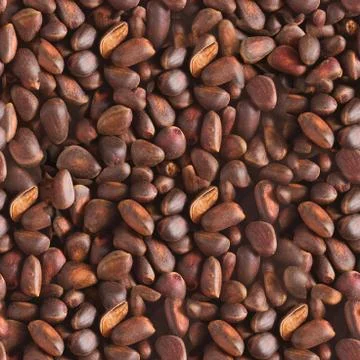 Pine nuts in shells of ciberian cedar. Macro seamless background texture Stock Photos