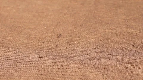 Pine nuts spilling on burlap. harvesting Stock Footage 66765778