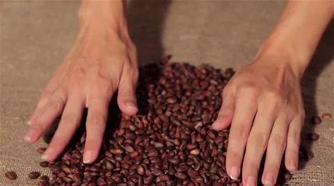 Pine nuts spilling on burlap. harvesting. spilling hands Stock Footage 66765801