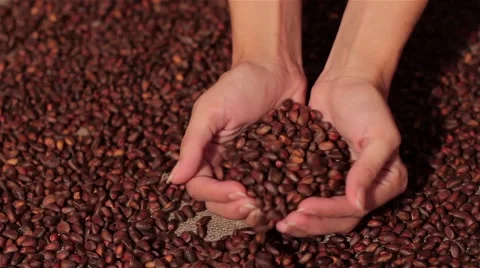 Pine nuts spilling on burlap. harvesting. spilling hands 動画素材 66765816