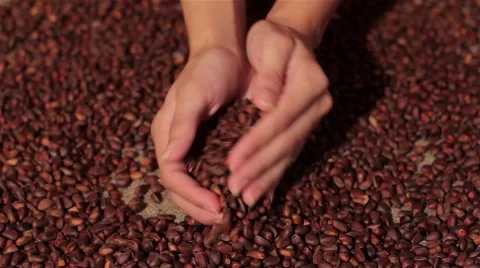 Pine nuts spilling on burlap. harvesting. spilling hands Stock Footage 66765871