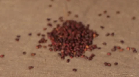 Pine nuts spilling on burlap. harvesting. focusing 動画素材 66765887