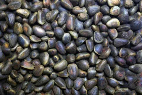 Pine nuts texture background Stock Photos