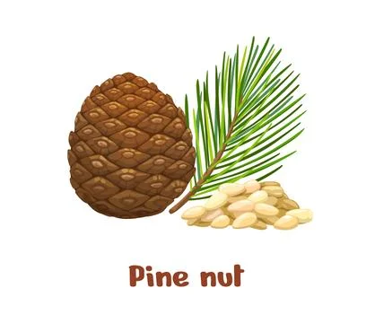 Pine nuts, uncommon plant seed kernels for food Stock Illustration