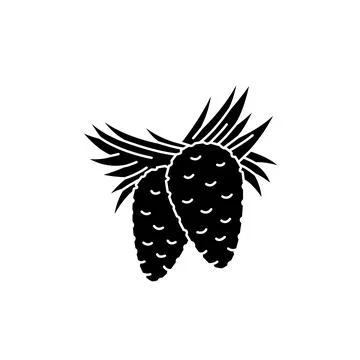 Pine olor line icon. Essential oils fruit seeds. Stock Illustration