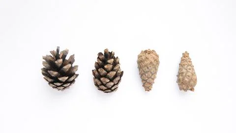 Pine open and closed cones on a white background Stock Photos