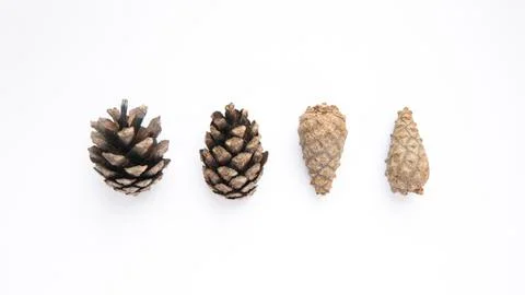 Pine open and closed cones on a white background Stock Photos