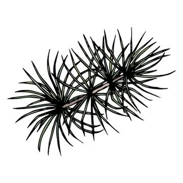 Pine or Cedar Tree Branch. Ink Vector Illustration Isolated On a White Illustrazione stock