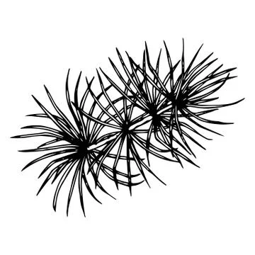 Pine or Cedar Tree Branch. Ink Vector Illustration Isolated On a White Illustrazione stock