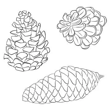 Pine or fir cone set line art Stock Illustration