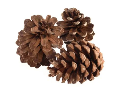 Pine or fir cones. Stock Photos