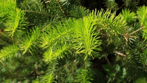 Pine or fir tree  close up. Stock Footage 100104547