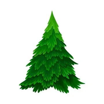 Pine or Fir Tree with Needle Leaves as Forest Element Vector Illustration Stock Illustration