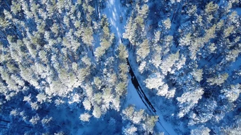 Pine or fir trees under snow. Aerial, drone view. Winter. Stock Footage 298331440
