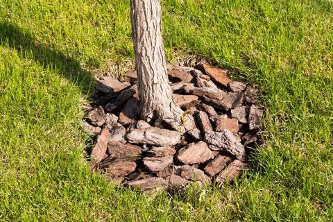 Pine or larch bark. Element of landscape design. Soil protection near tree Stock Photos