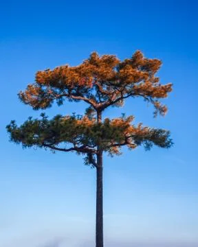 Pine or pinaceae tree and blue sky Stock Photos