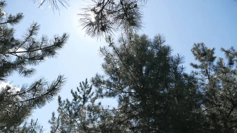 Pine or spruce branches move in the wind. Sunlight through the needles Stock Footage 132291755