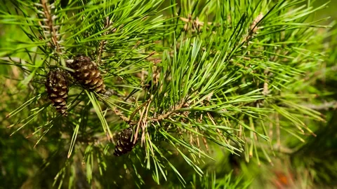 Pine or spruce tree grows in a city park Video stock 270305106