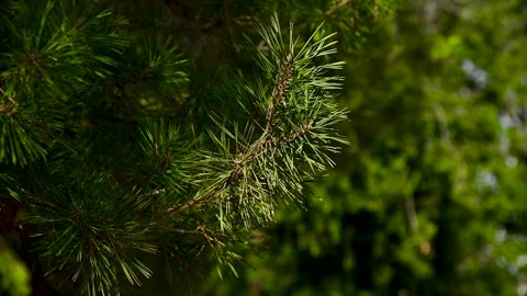 Pine or spruce tree grows in a city park Vídeos de archivo 271026892