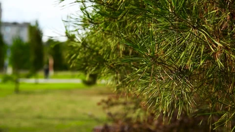 Pine or spruce tree grows in a city park Stock Footage 272298302